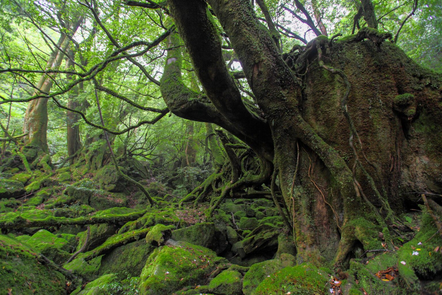 屋久島の苔むした森（鹿児島県屋久島町）