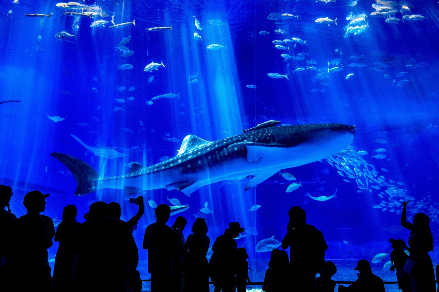 沖縄美ら海水族館「黒潮の海」とジンベエザメ（沖縄県本部町）