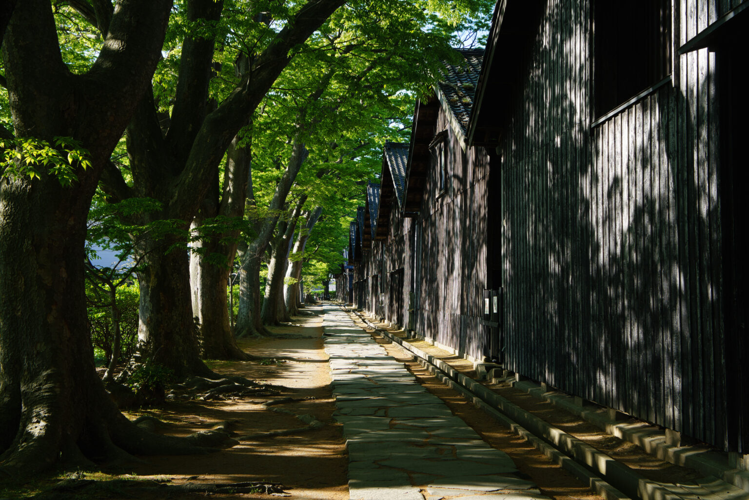 山居倉庫のケヤキ並木（山形県酒田市）