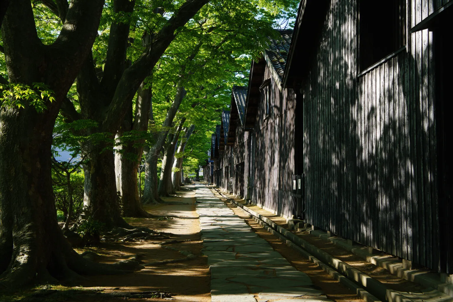 山居倉庫のケヤキ並木（山形県酒田市）